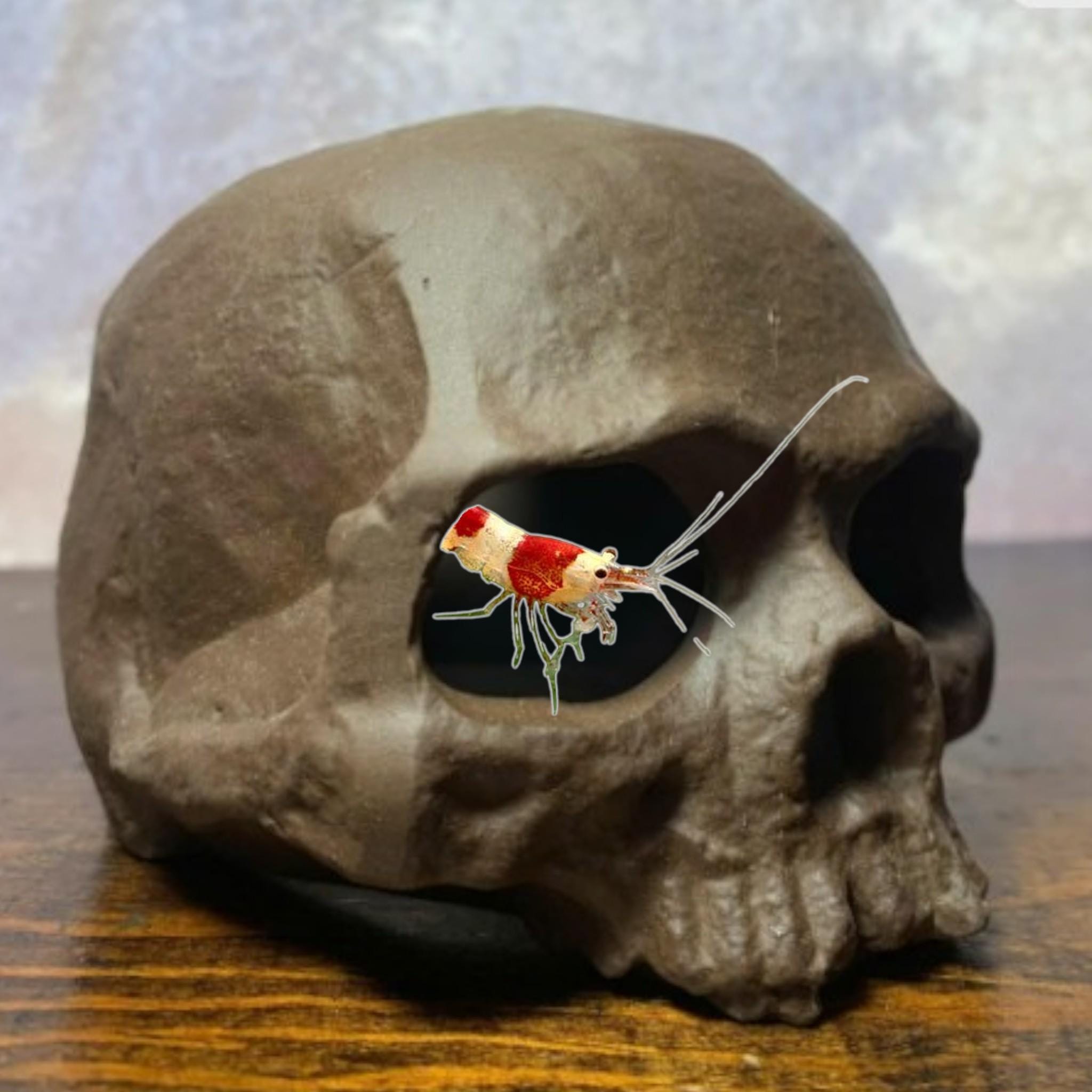 Ceramic Skull Aquarium Decoration: Edgy Fish Tank Decor