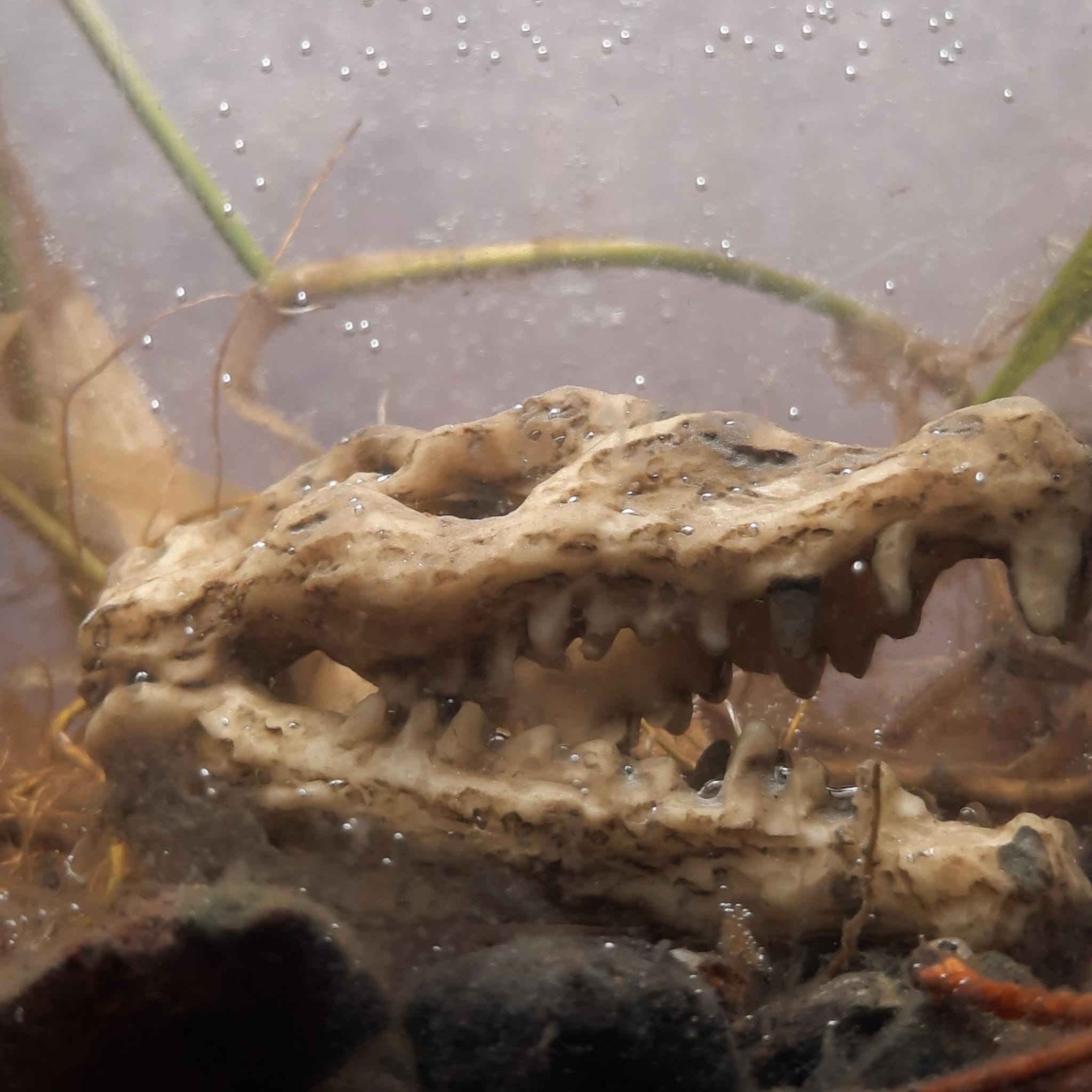 Mini Dinosaur Skull Aquarium Decoration: Resin Fossil for Fish Tank