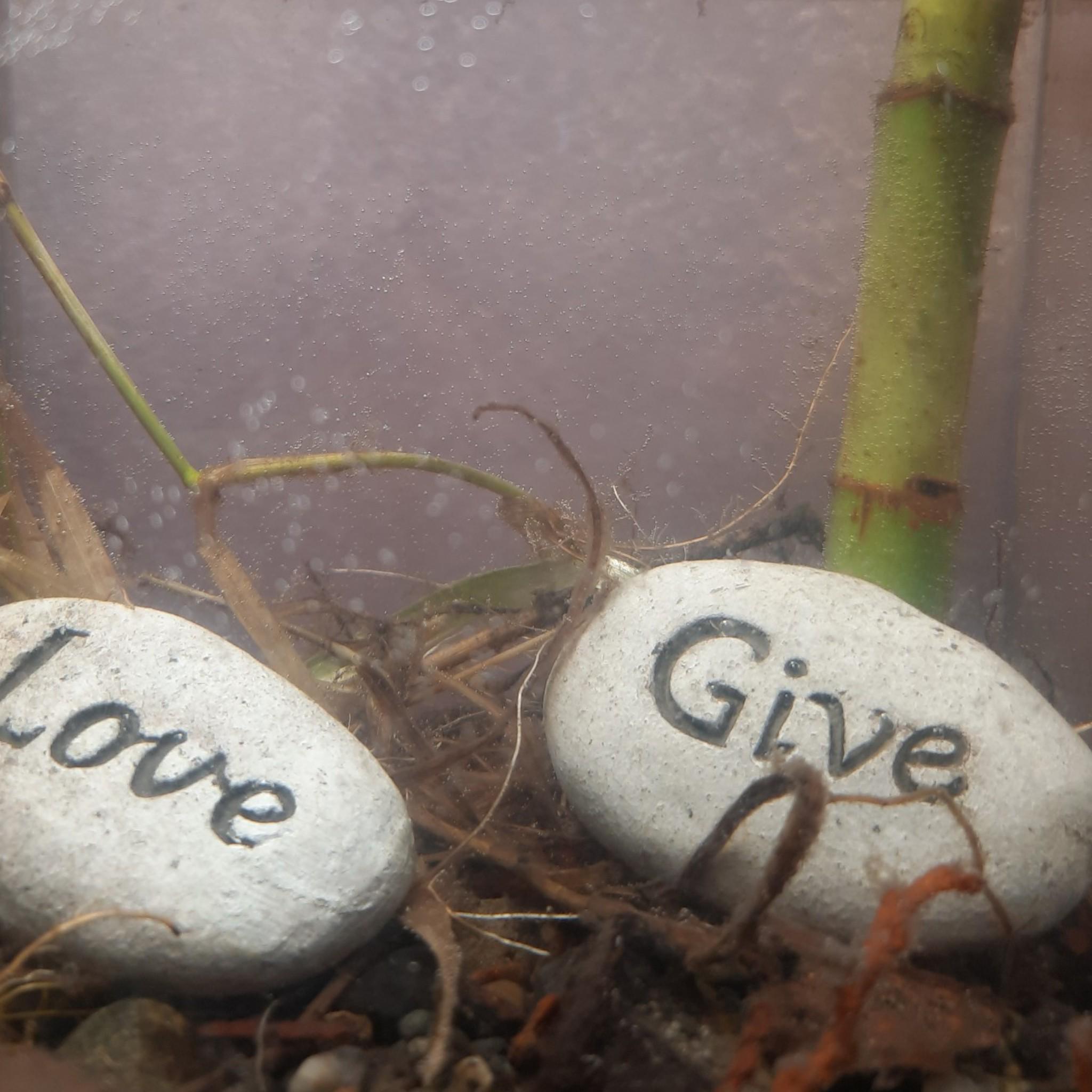 Carved Word Stones β Engraved River Rocks for Aquarium, Garden, or Terrarium