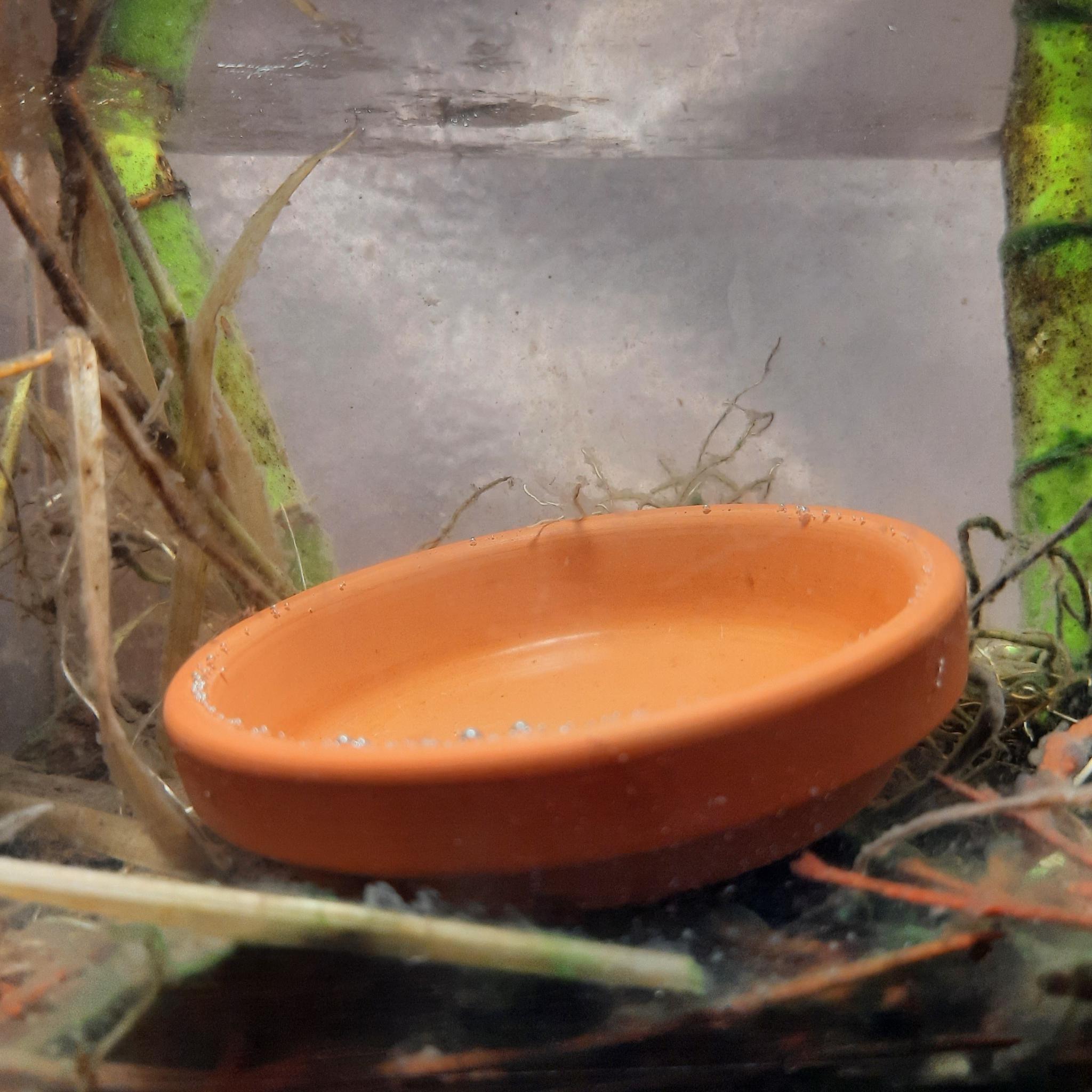 Ceramic Shrimp Feeding Dish: Terracotta Aquarium Plate for Nano Tanks