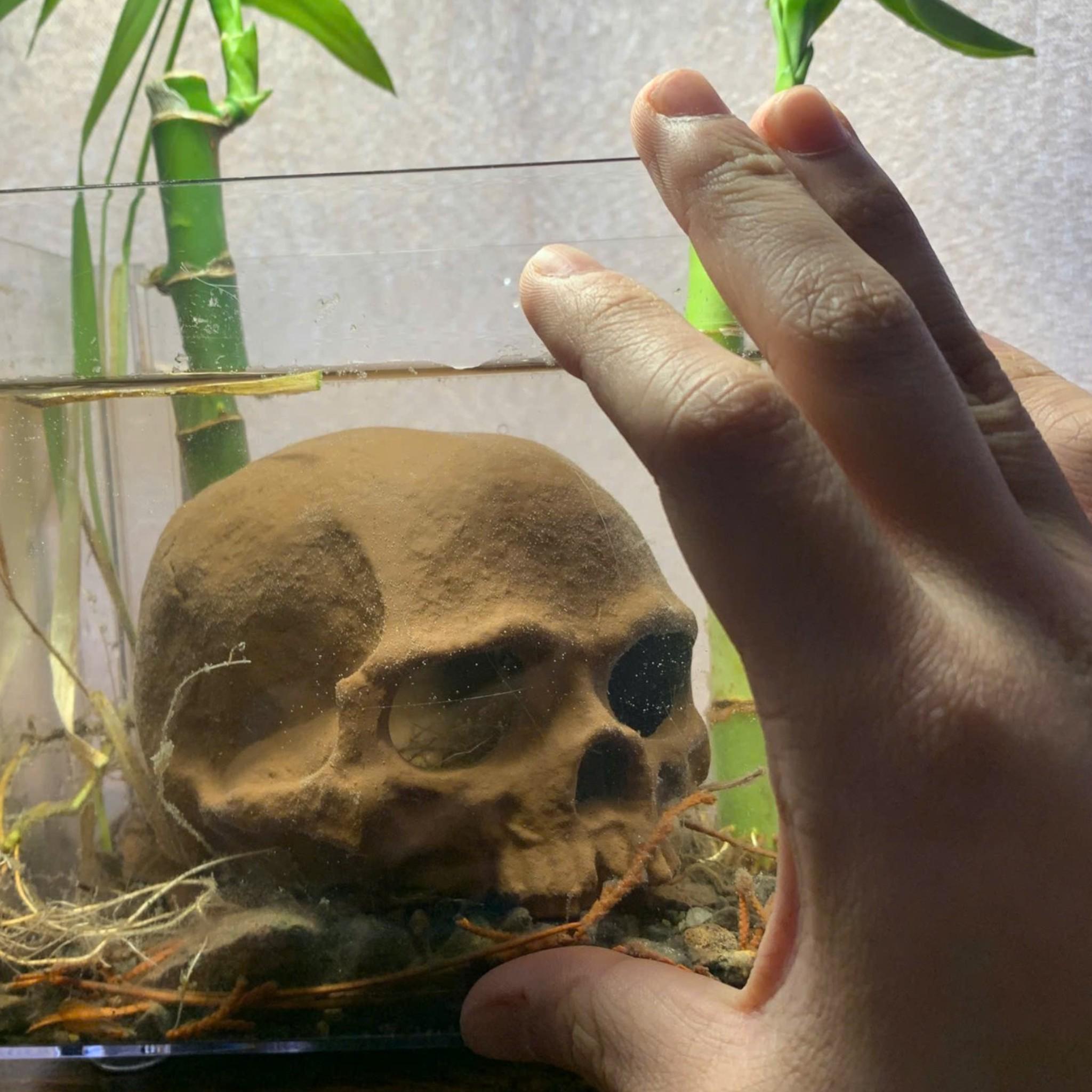 Ceramic Skull Aquarium Decoration: Edgy Fish Tank Decor