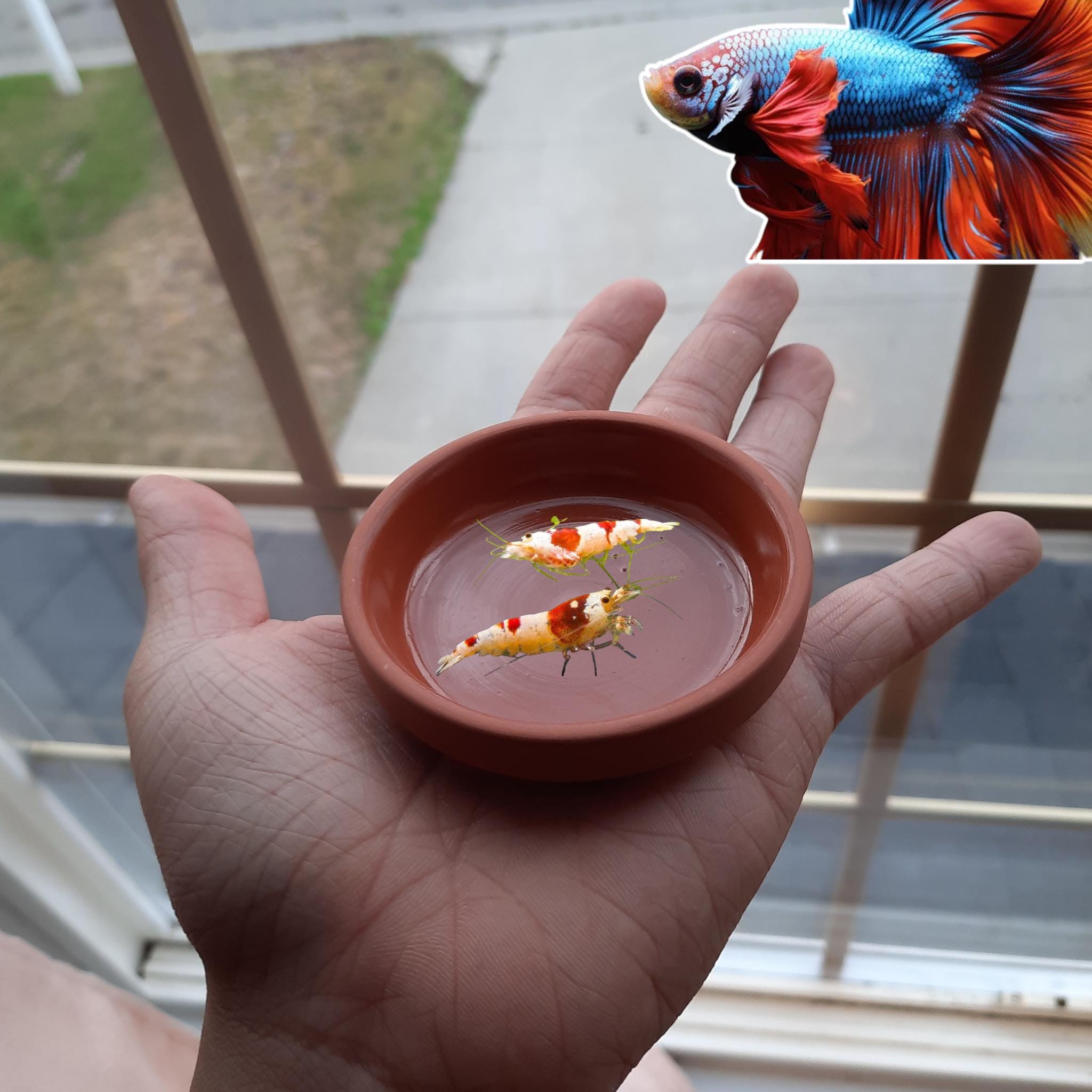Ceramic Shrimp Feeding Dish: Terracotta Aquarium Plate for Nano Tanks